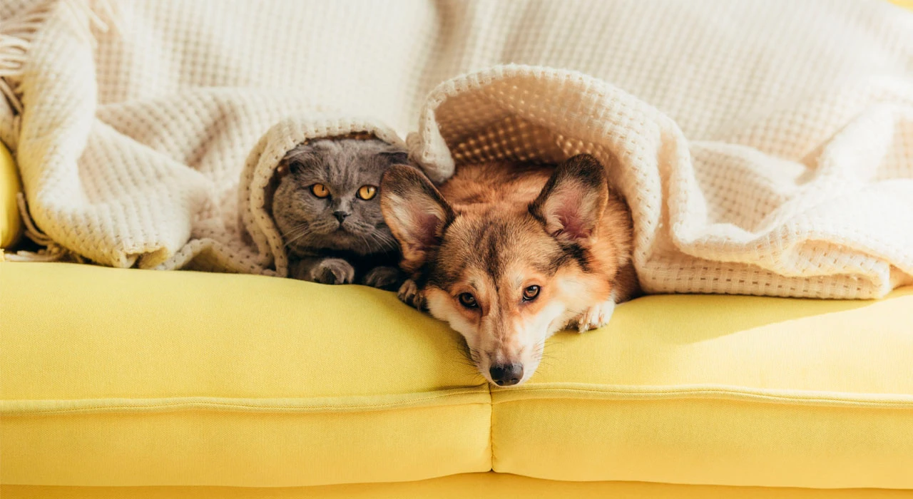 kedi ve kopeklere mikrocip nerede takilir fiyati ne kadar en ucuz nerede (6)